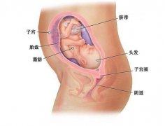 怀孕七个月男、女胎儿图（b超图）